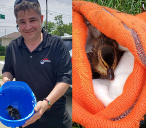 Jimmy Gannon and rescued duck