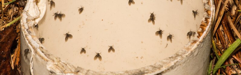 How to get rid of drain gnats cheap